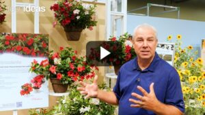Patio-Ready Color Starts with Madinia