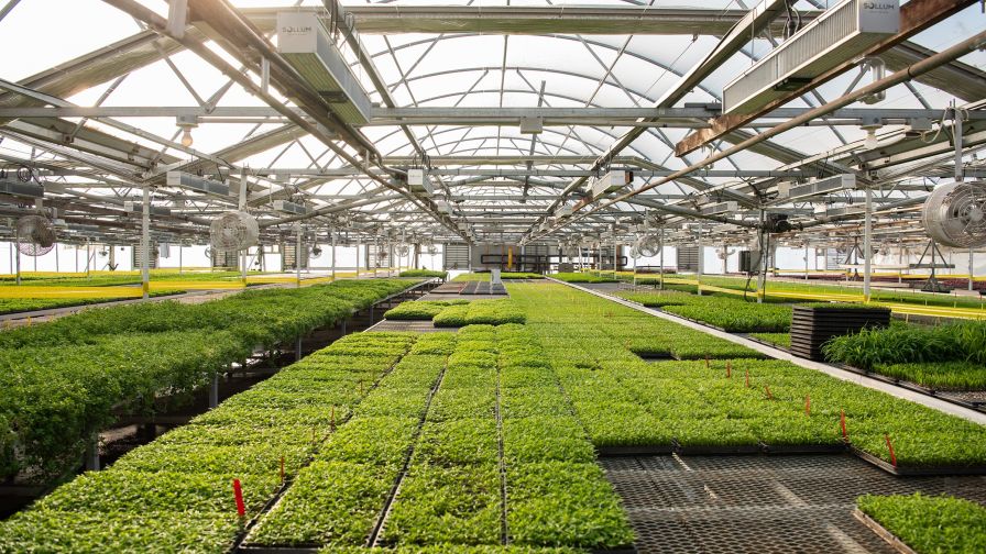 Over time, The Chef’s Garden has replaced nearly all of its older high-pressure sodium (HPS) fixtures with variable-spectrum LEDs.