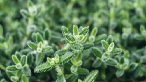 New Looks, Familiar  Roots in Tropical Foliage