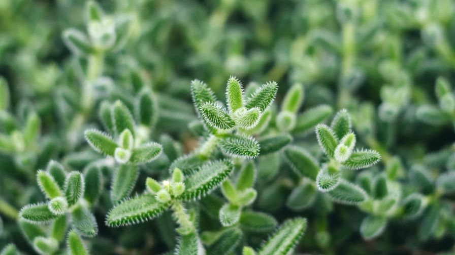 Tiny hairs and pickle-shaped leaves give Delosperma ‘Gherkin’ the tactile appeal Kocher calls part of the “Plant Petting Zoo.”