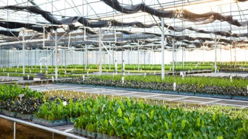 Preventing Greenhouse Diseases in Tropical Propagation