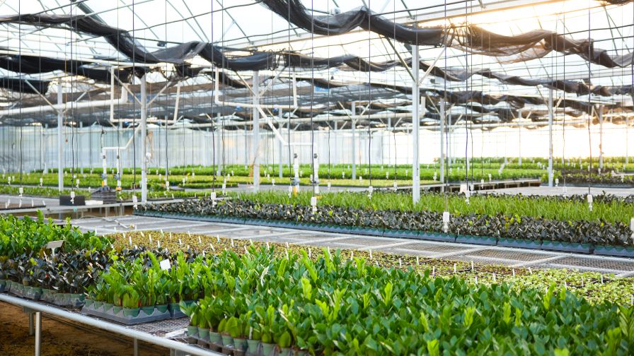 Tropical foliage crops, including Zamioculcas zamiifolia, Coffea arabica, and Serenoa repens, fill Phoenix Foliage’s Winter Garden, FL, greenhouse.