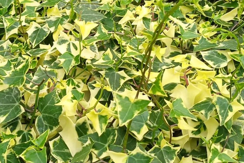Variegated wax ivy (Senecio macroglossus) is among the crops Dümmen Orange is evaluating as an alternative for mixed containers and other uses.