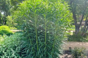 Vernonia ‘Over My Head’