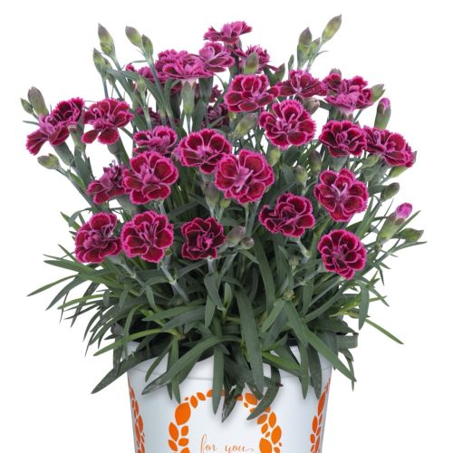 Viva Magenta will help with Valentine’s Day sales.