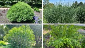 Wannabe Shrubs: Perennials that Mimic Their Woody Counterparts