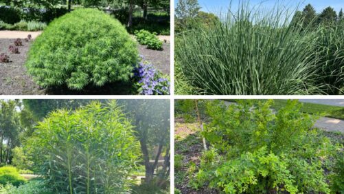 Wannabe Shrubs: Perennials that Mimic Their Woody Counterparts