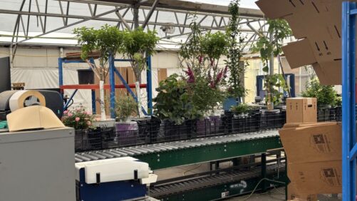 How Willoway Nurseries Has Mastered E-Commerce Order Fulfillment
