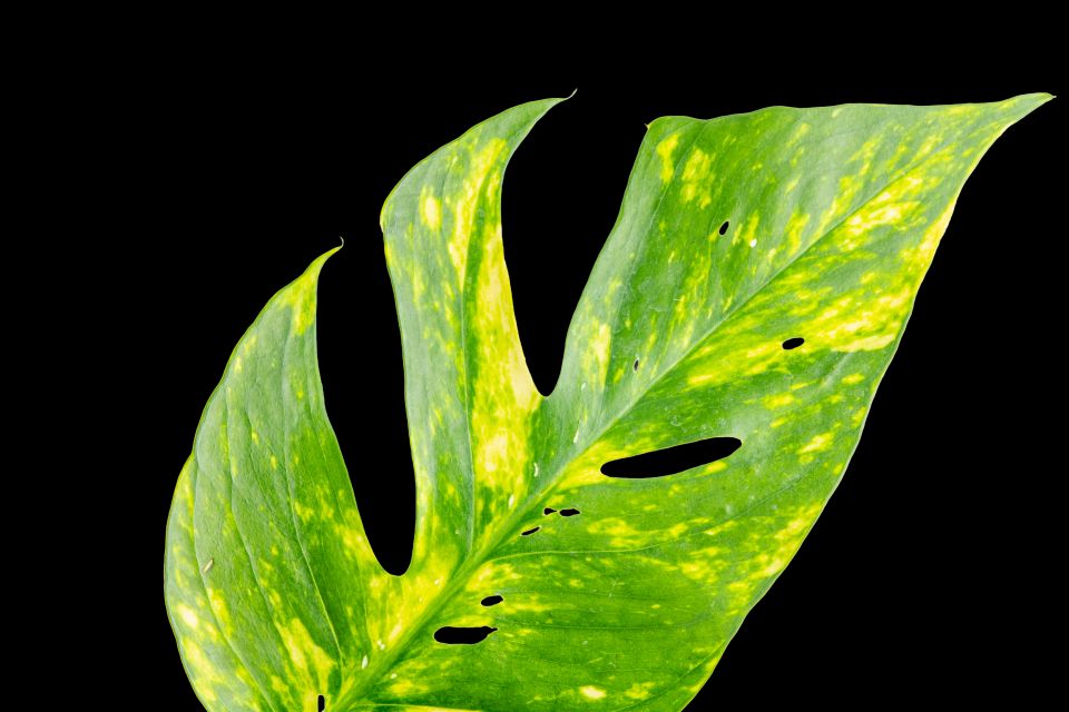 Yellow Sunrise pothos brings bright foliage color to a proven houseplant group.