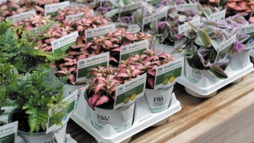 EHR Named as New Brokerage Partner for Proven Winners’ leafjoy Houseplants