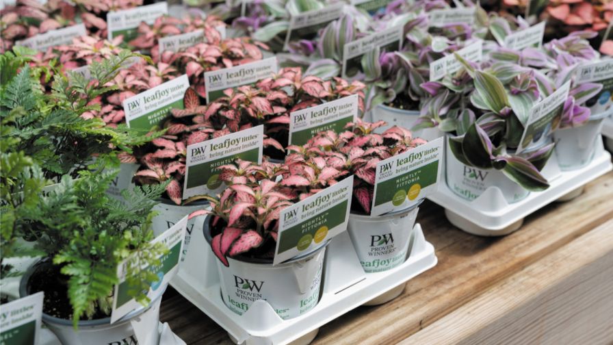 Fittonia leafjoy houseplants.