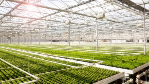 Overcoming Heat Challenges in Summer Greenhouse Operations