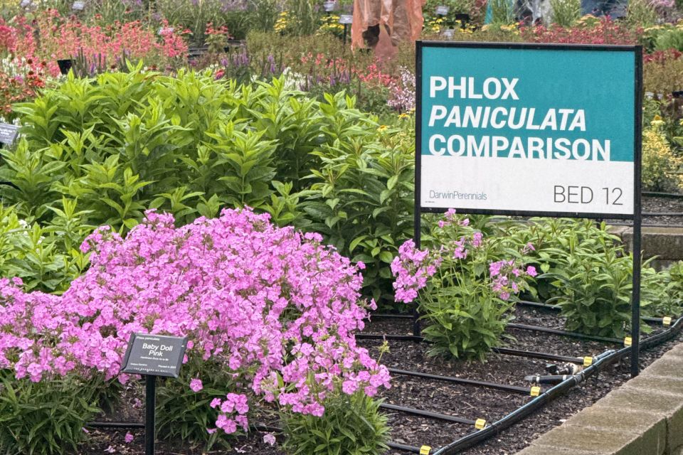 A Phlox paniculata comparison bed at Darwin Perennials Day in West Chicago, IL.