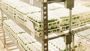 AG2 Expands Tissue Culture Offerings for Nurseries