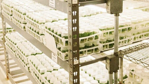 AG2 Expands Tissue Culture Offerings for Nurseries