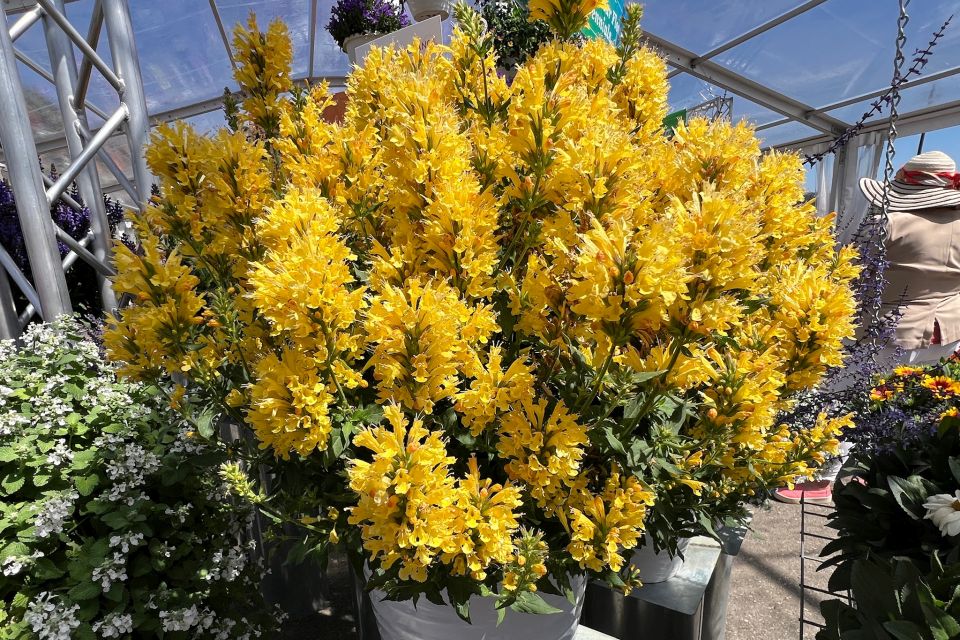 Agastache ‘Honey Sticks Gold’ (Dümmen Orange)