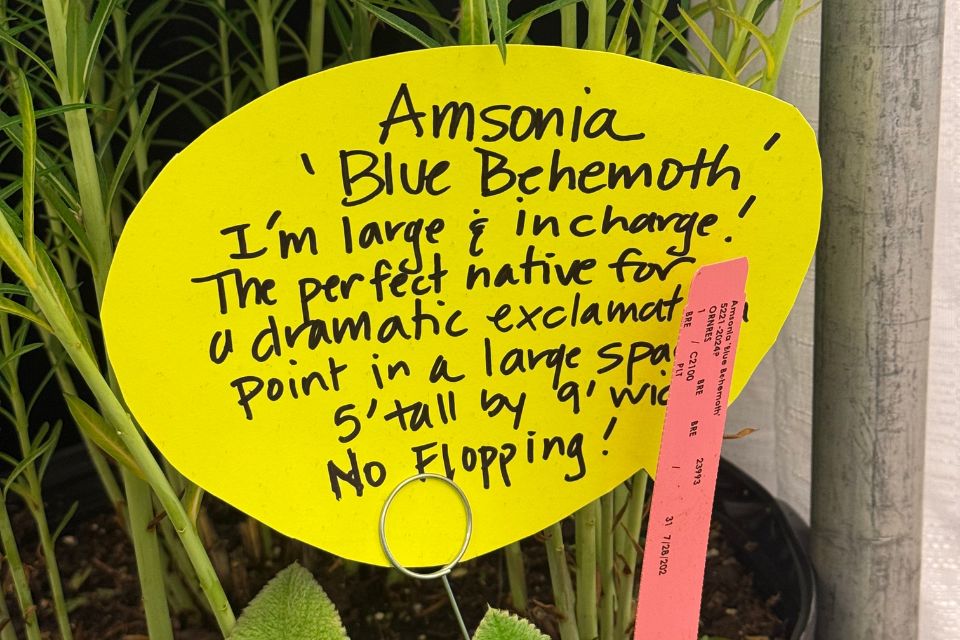 Amsonia ‘Blue Behemoth’ was promoted at the Plants Nouveau display as a native selection for larger landscapes, reaching about 5 feet tall by 9 feet wide with a habit that resists flopping.
