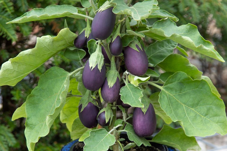 Baby Jack Eggplant has a compact, spineless habit that makes the crop easier to handle and suitable for smaller spaces.