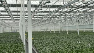 Building a Reliable North American Orchid Supply Program