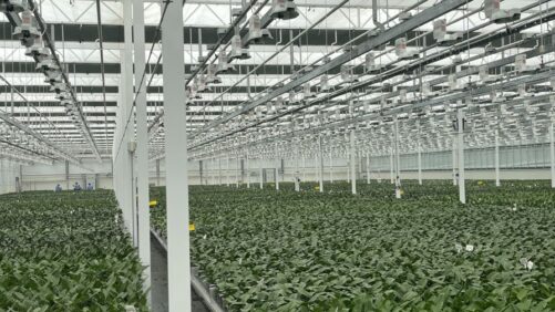 Building a Reliable North American Orchid Supply Program