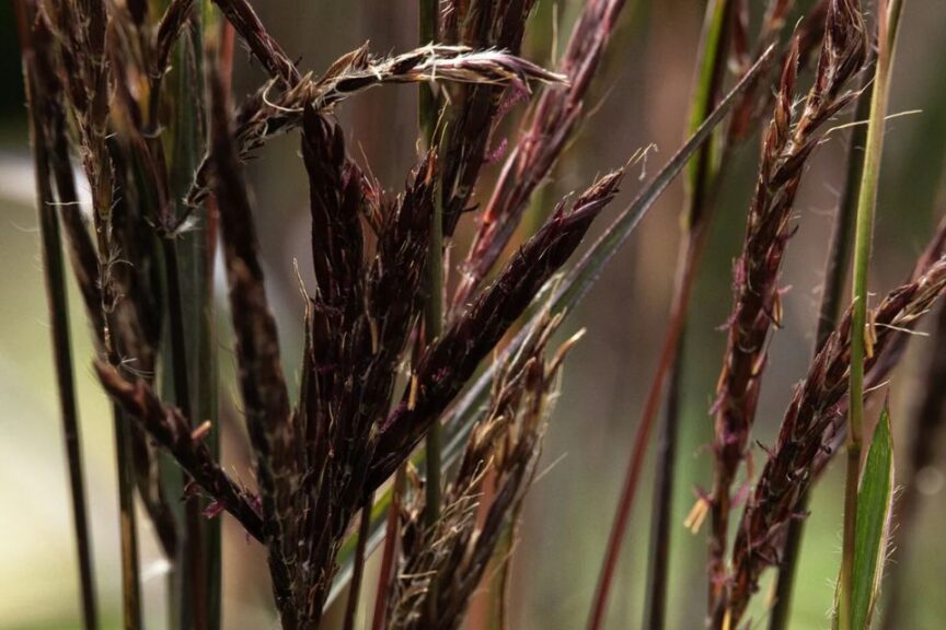 Black Stallion Big Bluestem
