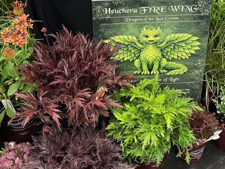 Heuchera Fyre Wing series (Blooming Nursery)