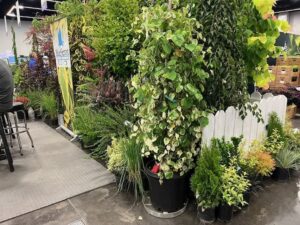 Whitewater Weeping Redbud (Cercis canadensis 'Whitewater') (Blue Heron Farm)