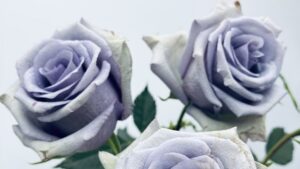 Suntory Announces New Innovation in Blue Rose Coloration
