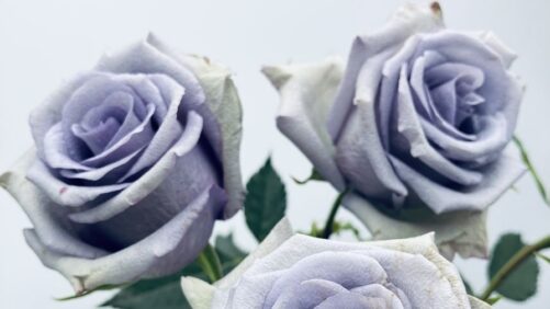 Suntory Announces New Innovation in Blue Rose Coloration