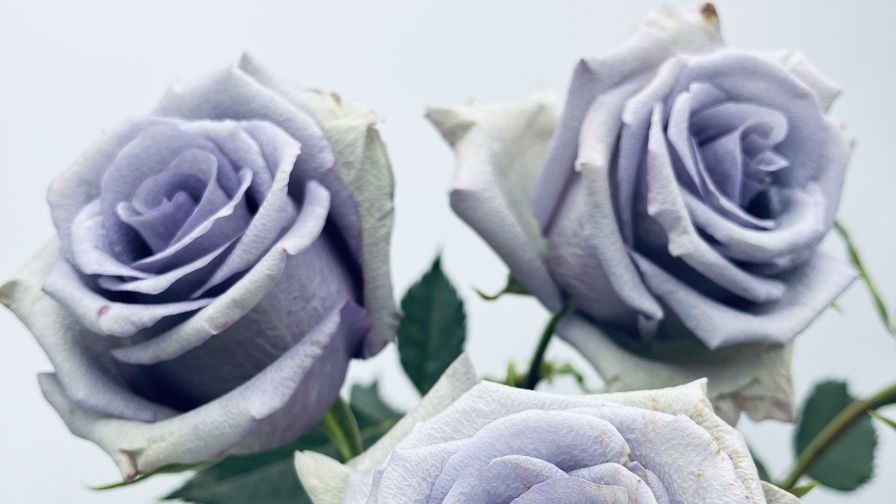 Blue Rose Suntory Global Innovation Center