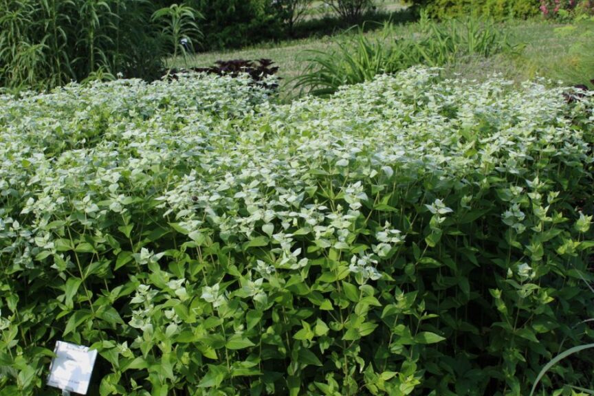 Blunt Mountain Mint
