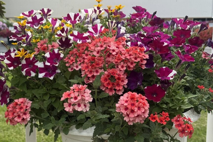 2026 Michigan Plant Tour: Pell Greenhouses