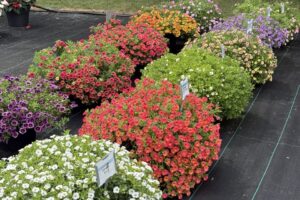 2026 Michigan Plant Tour: Pell Greenhouses