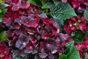 Centennial Ruby Hydrangea