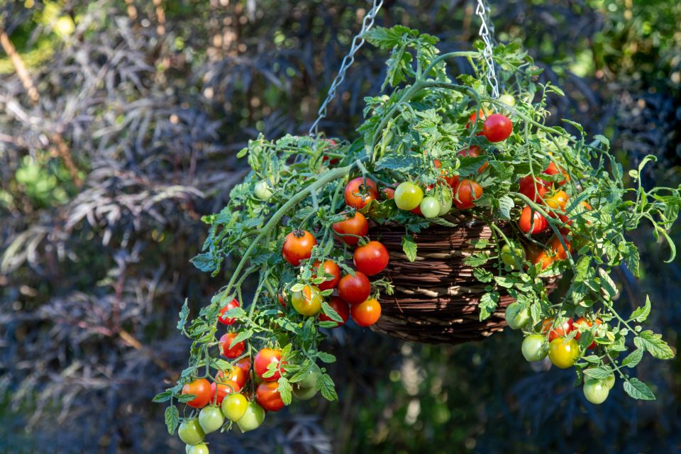 Cherry Blast Tomato brings a cascading habit and heavy fruit set to the hanging-basket format.