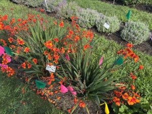 Crocosmia Walbertons 'Bright Eyes' (Rijnbeek and Son)