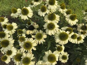 Echinacea 'Princess Bride' (Terra Nova Nurseries)