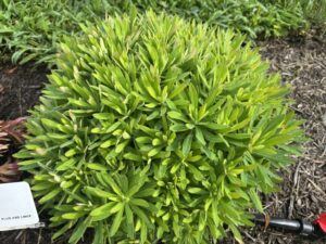 Euphorbia 'Tiny Treasure' (Pacific Plug and Liner)