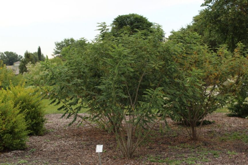 False Indigo Bush