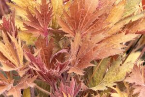 Fyre Wing Amber Heuchera