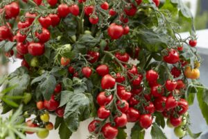 Goodhearted Red Tomato