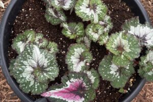 2026 Michigan Plant Tour: Pell Greenhouses