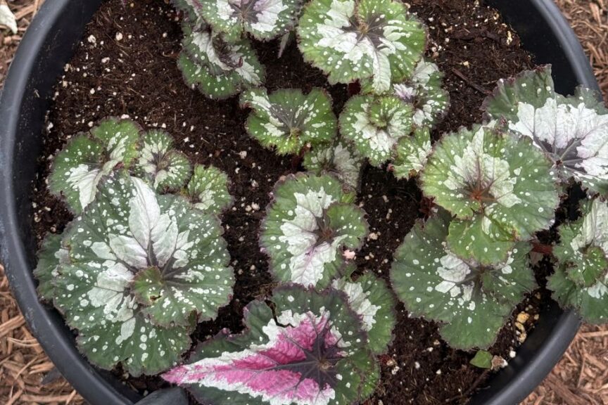 2026 Michigan Plant Tour: Pell Greenhouses
