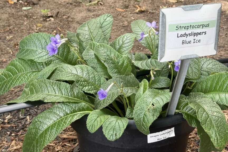 2026 Michigan Plant Tour: Pell Greenhouses