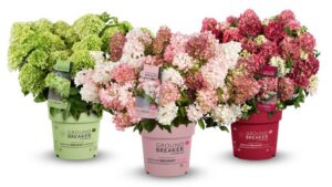 Plant Development Services to Launch Two New Hydrangea Brands in North America in 2027