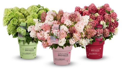 Plant Development Services to Launch Two New Hydrangea Brands in North America in 2027