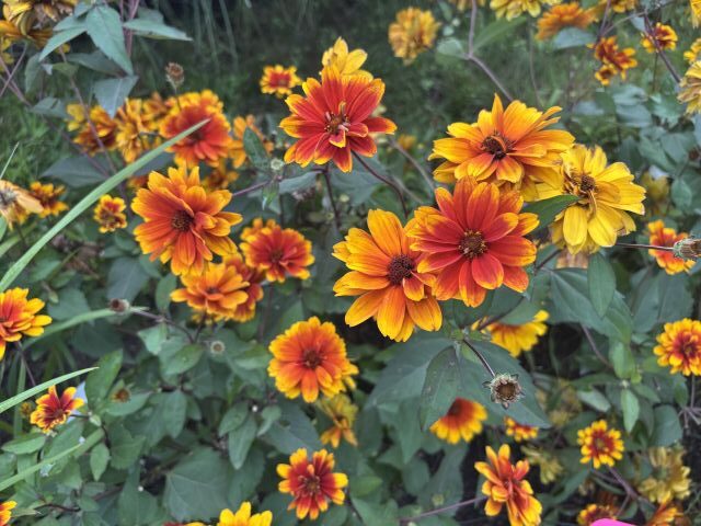 Heliopsis 'Forged in Fire' (Walters Gardens(