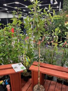 SATURNALIA™ Oak (Quercus × ‘HSLMK’ PPAF) (Heritage Seedlings & Liners)