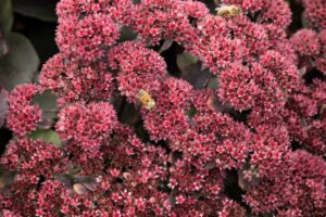 Hot Rock Dark Leaf Red Sedum