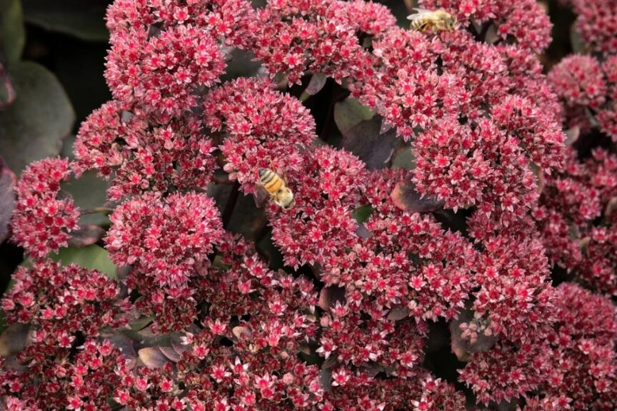 Hot Rock Dark Leaf Red Sedum